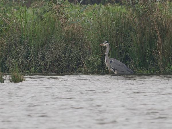 Grey heron (Ardea cinerea)